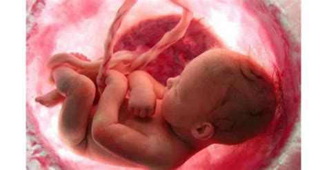 O Bebê Faz Cocô Na Barriga Da Mãe - Você sabe para onde vão o xixi e o cocô do bebê quando ele está na ...