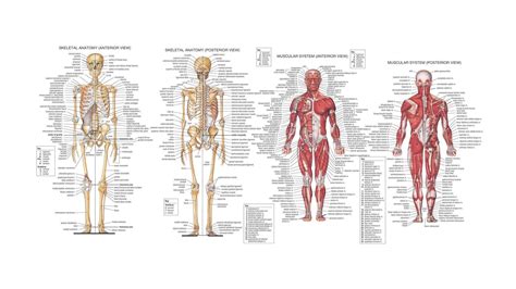 human anatomy wallpapers top  human anatomy backgrounds