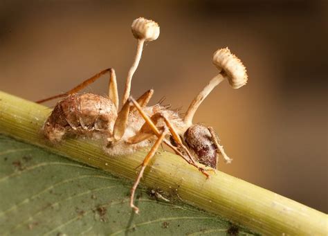 Ophiocordyceps unilateralis - Pesquisa Google | Funghi, Animali