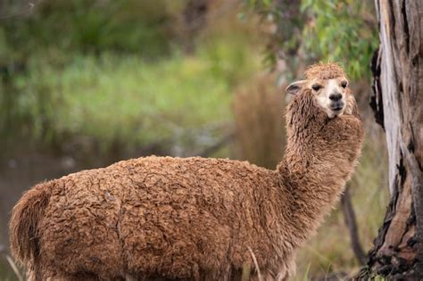 Premium Photo | A llama in the wild is seen in the wild