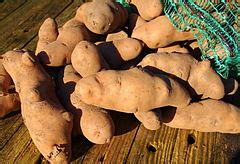 List of potato cultivars - Wikipedia