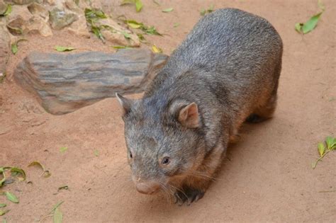 Australian animals: the cute, the scary and the just plain weird ...