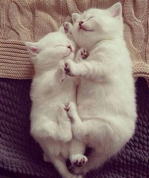 два белых котенка мило спят | Cute baby animals, Cute cats, Baby animals