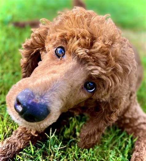 Available Dogs - Carolina Poodle Rescue