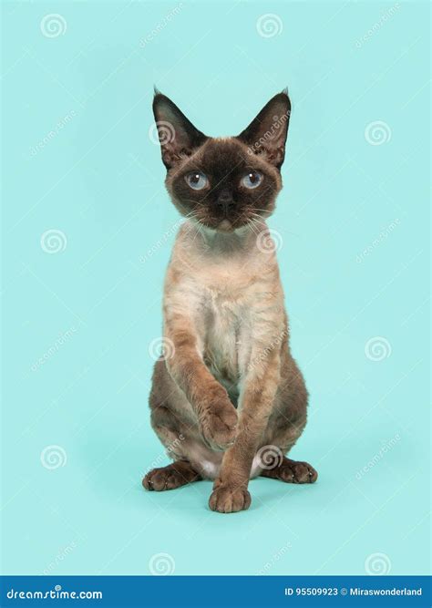 Seal Point Siamese Cat With Deep Blue Eyes Making Funny Face Looking
