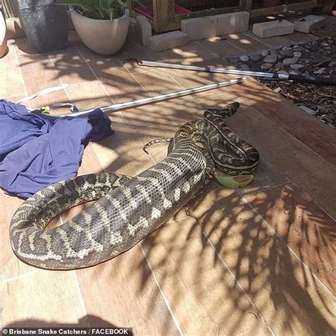 python eats chubby guinea pig daily mail