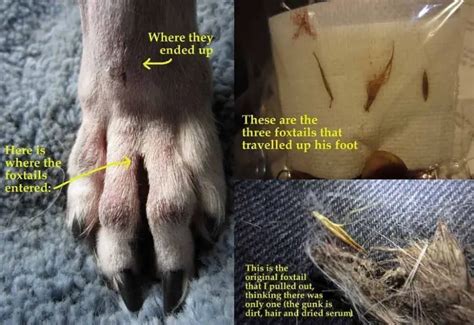 how to remove foxtails from dogs