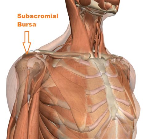 Subacromial Bursa Anatomy