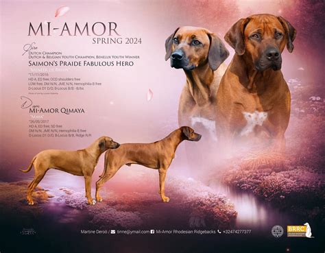 Mi-Amor Rhodesian Ridgebacks
