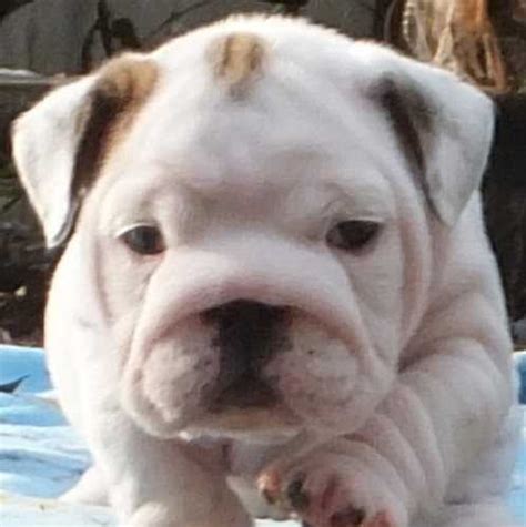 Bulldog Puppies For Sale