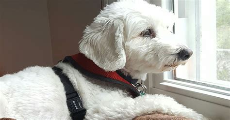 Pet owners are sharing their experiences with where to euthanize a dog for free