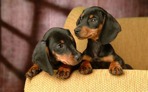dachshund puppies black  tan   mheath
