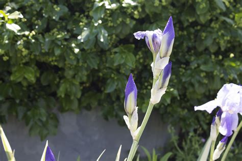 Closed Purple Flower in Edwards Gardens by APlusDesign