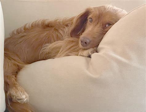 Saturday Sofa Snuggles! : r/Dachshund