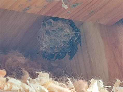 A summer with Northern Paperwasps : r/WASPs