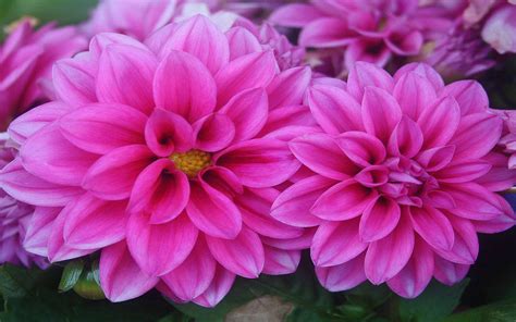 Download Pink Flower Flower Earth Nature Dahlia Image
