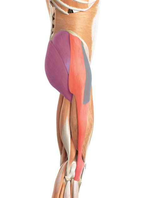 TFL,GLUTE, ITB - Core Exercise Solutions