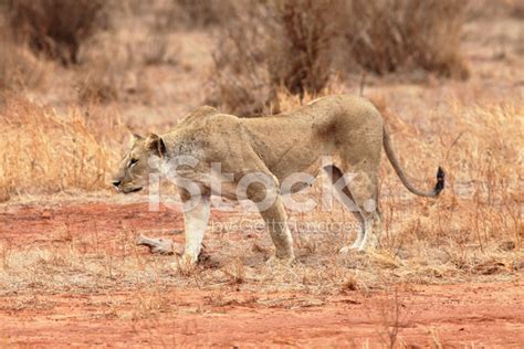 Kenya Lion Stock Photo | Royalty-Free | FreeImages