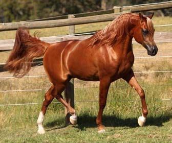 eklipse valor  tarlea ellabrandi  chestnut stallion bred