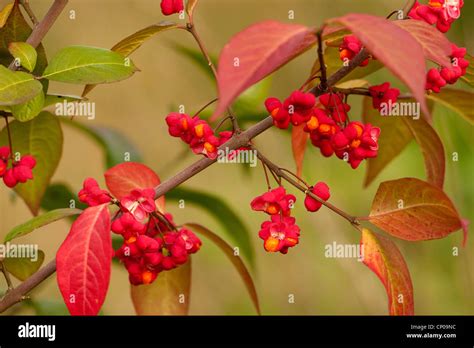 european spindle tree euonymus europaea euonymus europaeus branch