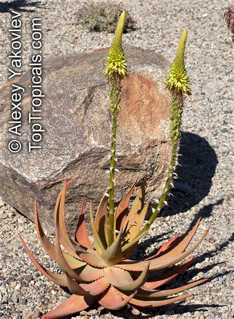 Aloe sp., Aloe