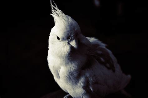 Cockatiel Desktop Wallpapers - Wallpaper Cave