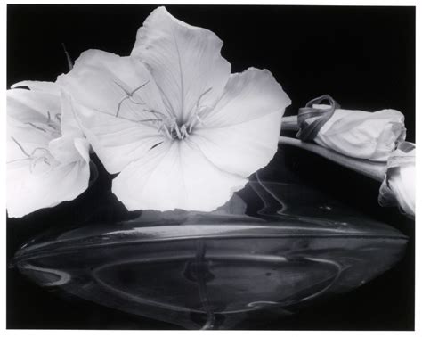 Evening Primroses | International Center of Photography