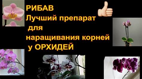 Рибав! Препарат Рибав самый лучший стимулятор корнеобразования для ...