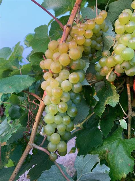 Grape Varieties — Research — Penn State College of Agricultural Sciences