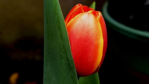 Pictures+Of+Annabelle+Flowers Photos, Download The BEST Free Pictures