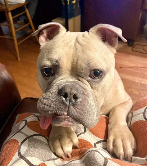 Frito - Austin Bulldog Rescue