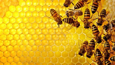 honey bee wallpapers top  honey bee backgrounds wallpaperaccess