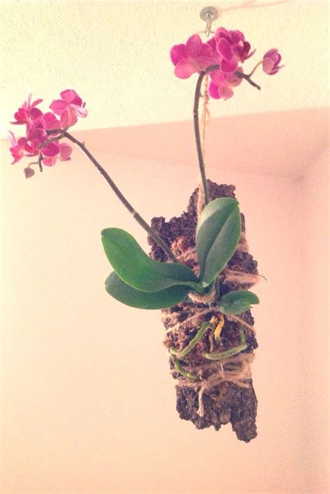 Hanging orchid /mounted orchid (day one) | Composizioni floreali, Floreale