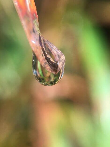 Premium Photo | Macro shot of water drops on plant