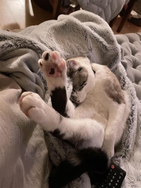 can shrimp sleeping too much cheap 5