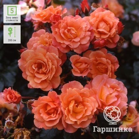 Купить/заказать Роза Вестерленд кустарниковая, Топалович в питомнике ...