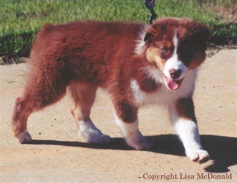 red aussies