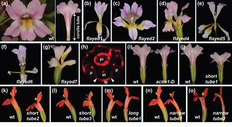 Corolla Tube Formation and Elaboration | Yuan Laboratory: Genetics ...