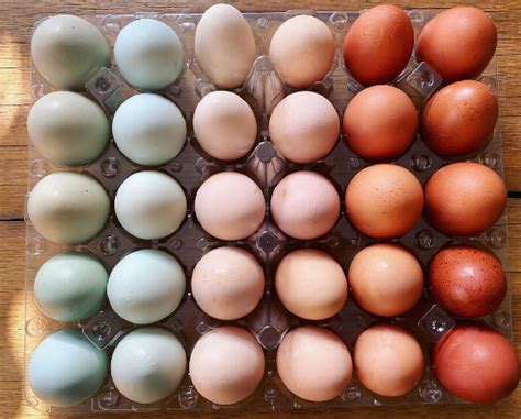fascinating science  egg colors shapes  shades poultry
