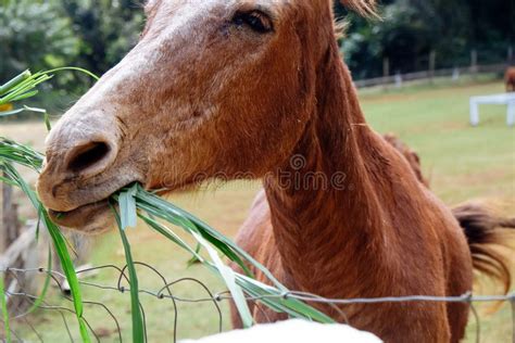 horse eating grass   farm stock photo image  green farm