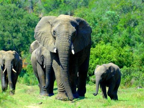 singhbhum elephant reserve  jharkhand india elephant wildlife