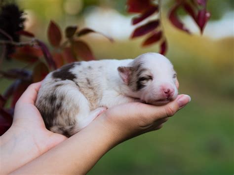 Veterinarians argue about merle merle health risks in puppies 9