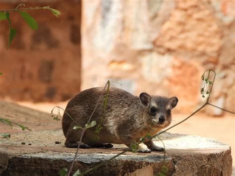 Rare albino hyrax spotted in Tanzania. Article by Altezza Travel