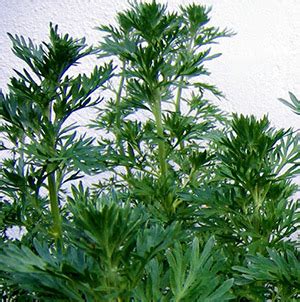 Артемизия (Артемизия иваёмоги) [LifeBio.wiki]