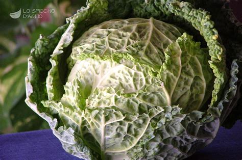 ingrediente verza le ricette dello spicchio daglio