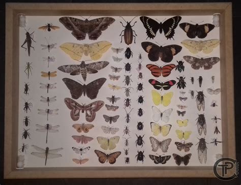 Caixa Entomologica De Insetos - Meus Pet's & Cia: Insetos - Caixa Entomológica