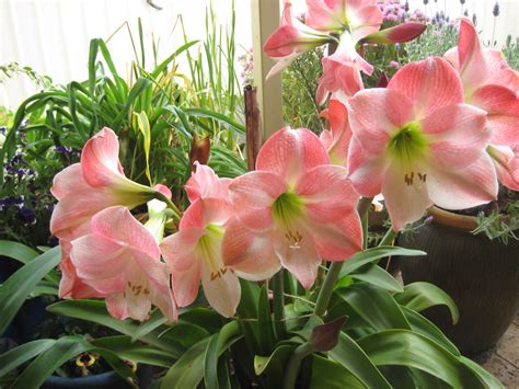 Amaryllis, Pink color, HD Wallpaper | Rare Gallery