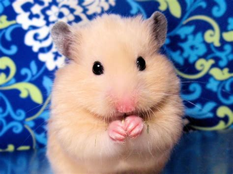 12 Best Exotic Pets for Apartment Living