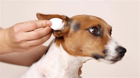 how to clean frenchie ears