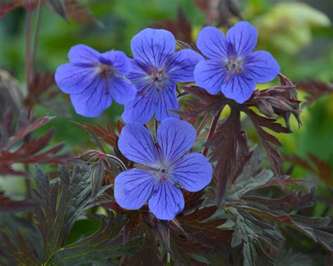 Geranium himalayense 'Kaya' (syn. 'Neelkaya') bare roots — Buy